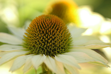 Echinacea purp. Alba